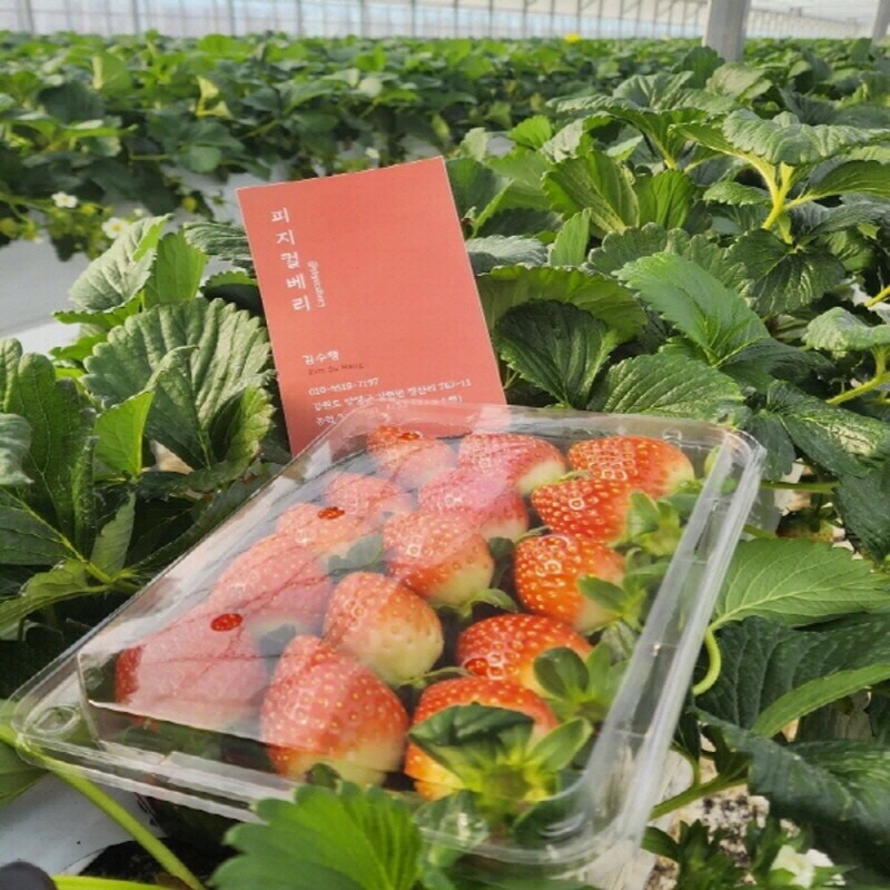양양몰,[피지컬베리농장] 설향 딸기 1.6kg(60과)