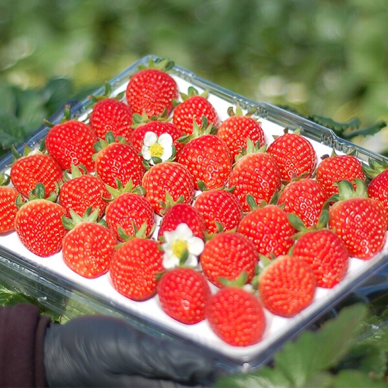 강원더몰,[피지컬베리농장] 설향 딸기 1.6kg(60과)