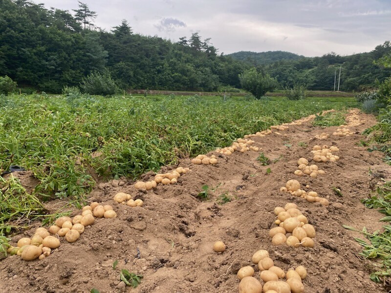 양양몰,2025년 양양 햇감자 두백 10kg, 20kg
